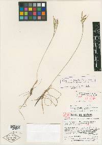 Carex limosoides image