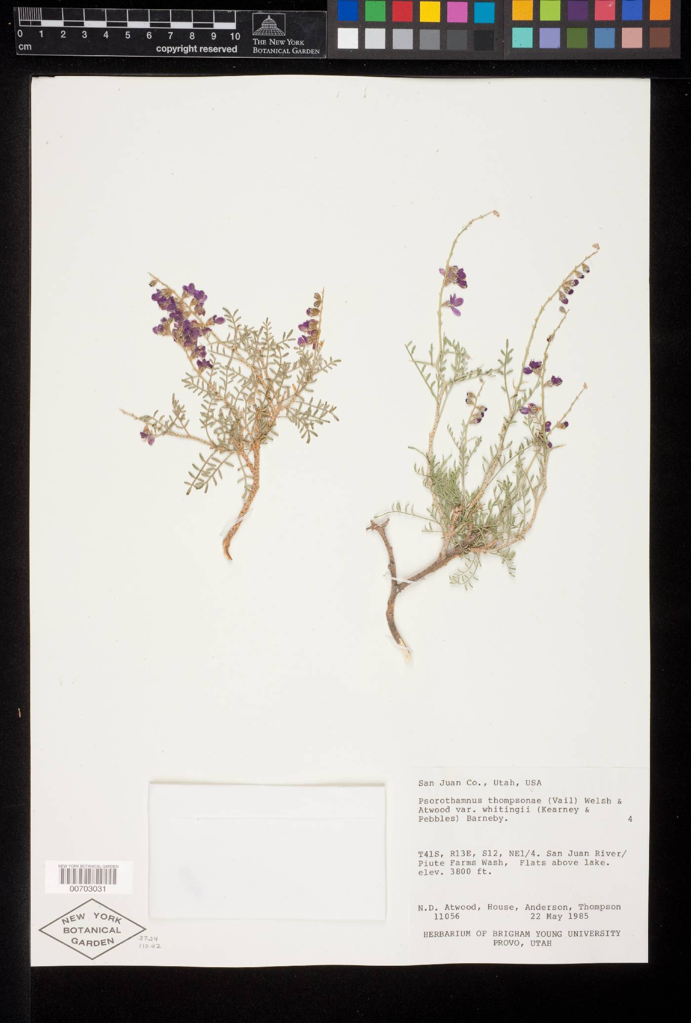 Psorothamnus thompsonae var. whitingii image