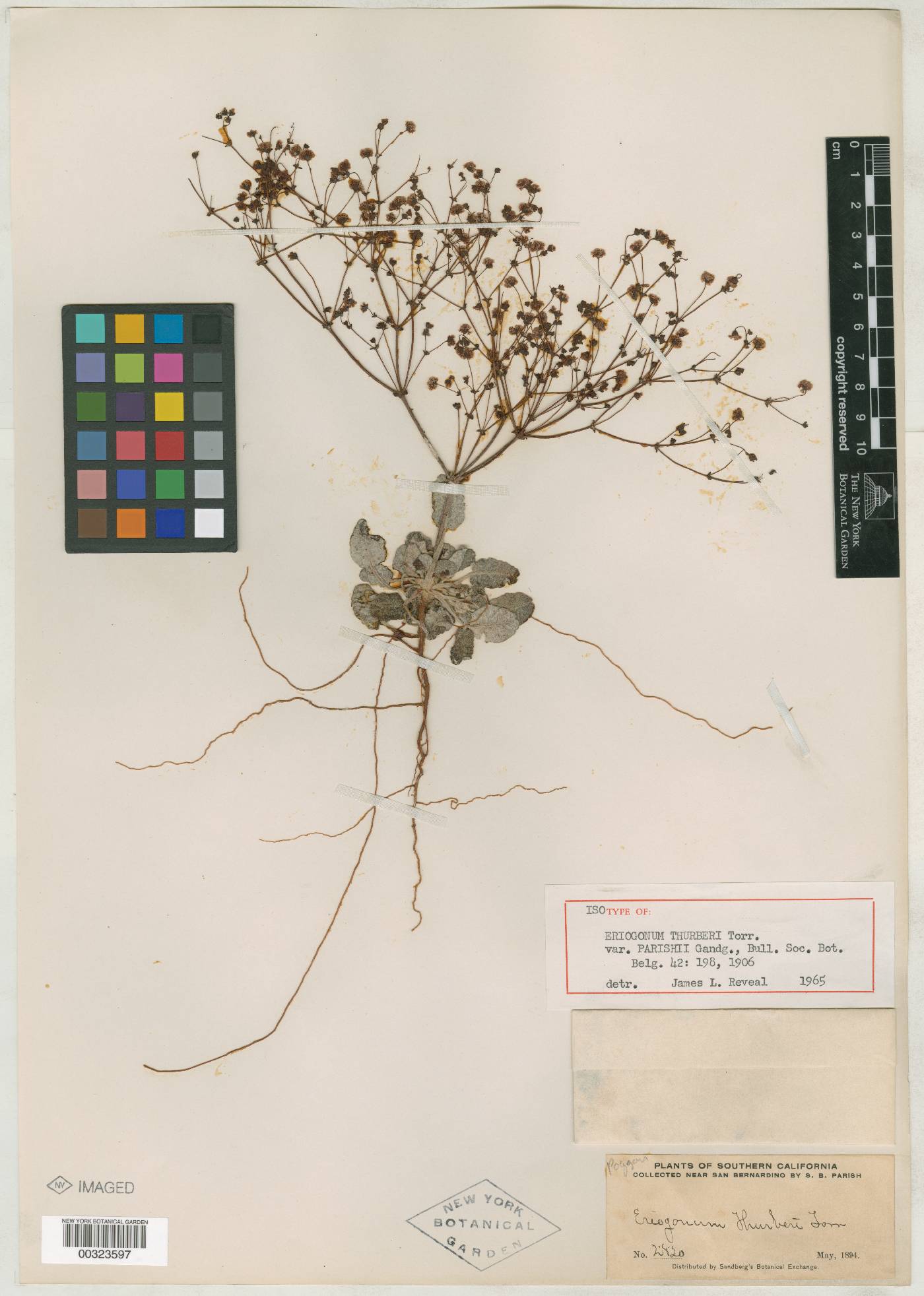 Eriogonum thurberi var. parishii image