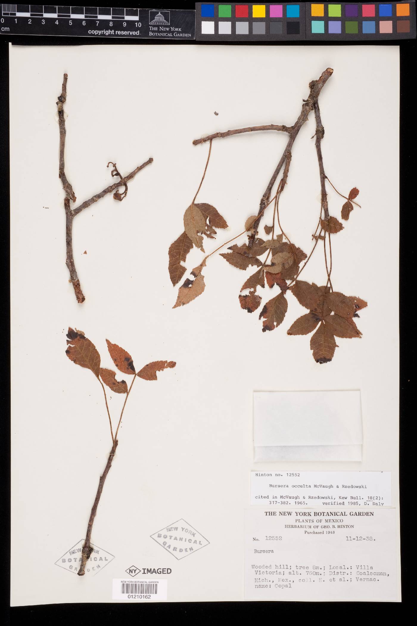 Bursera occulta image