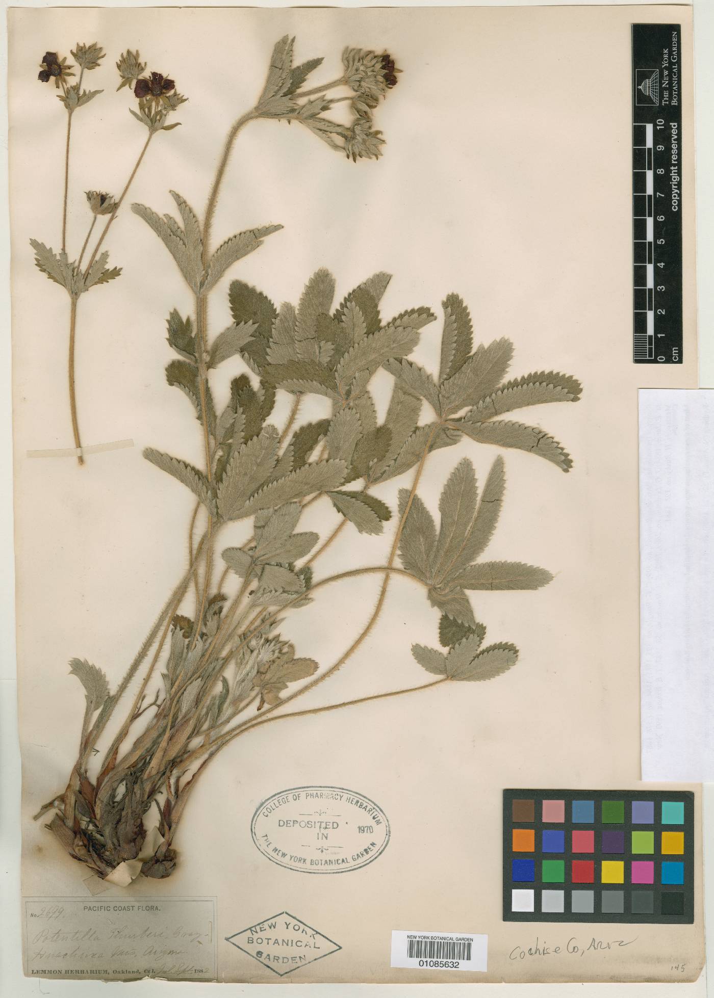 Potentilla atrorubens image