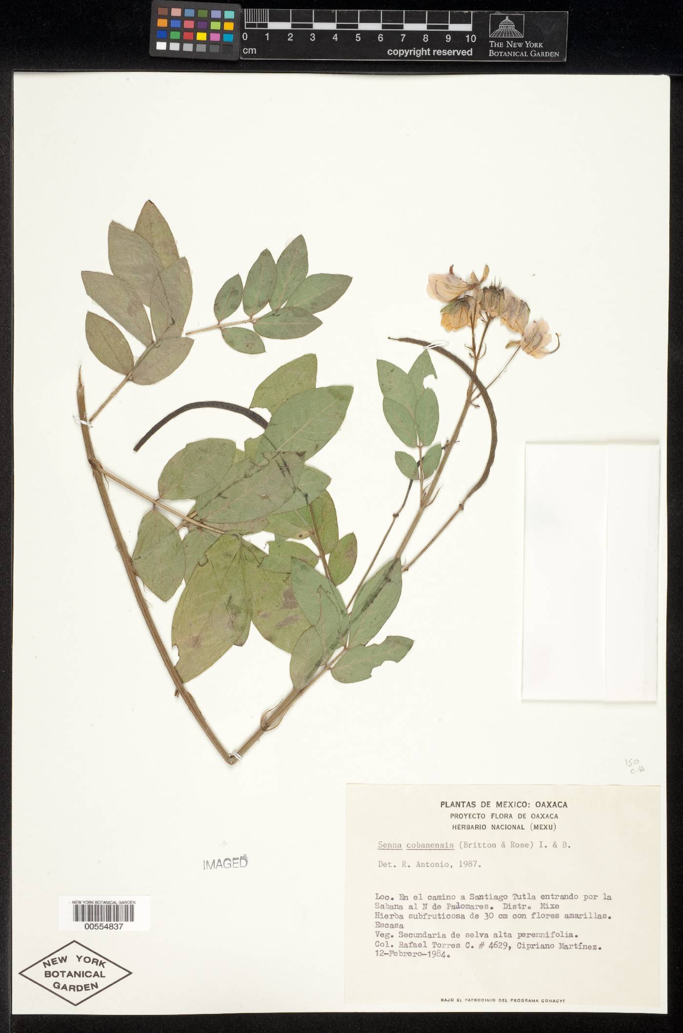 Senna cobanensis image
