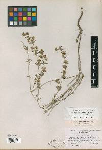 Galium serpenticum subsp. okanoganense image