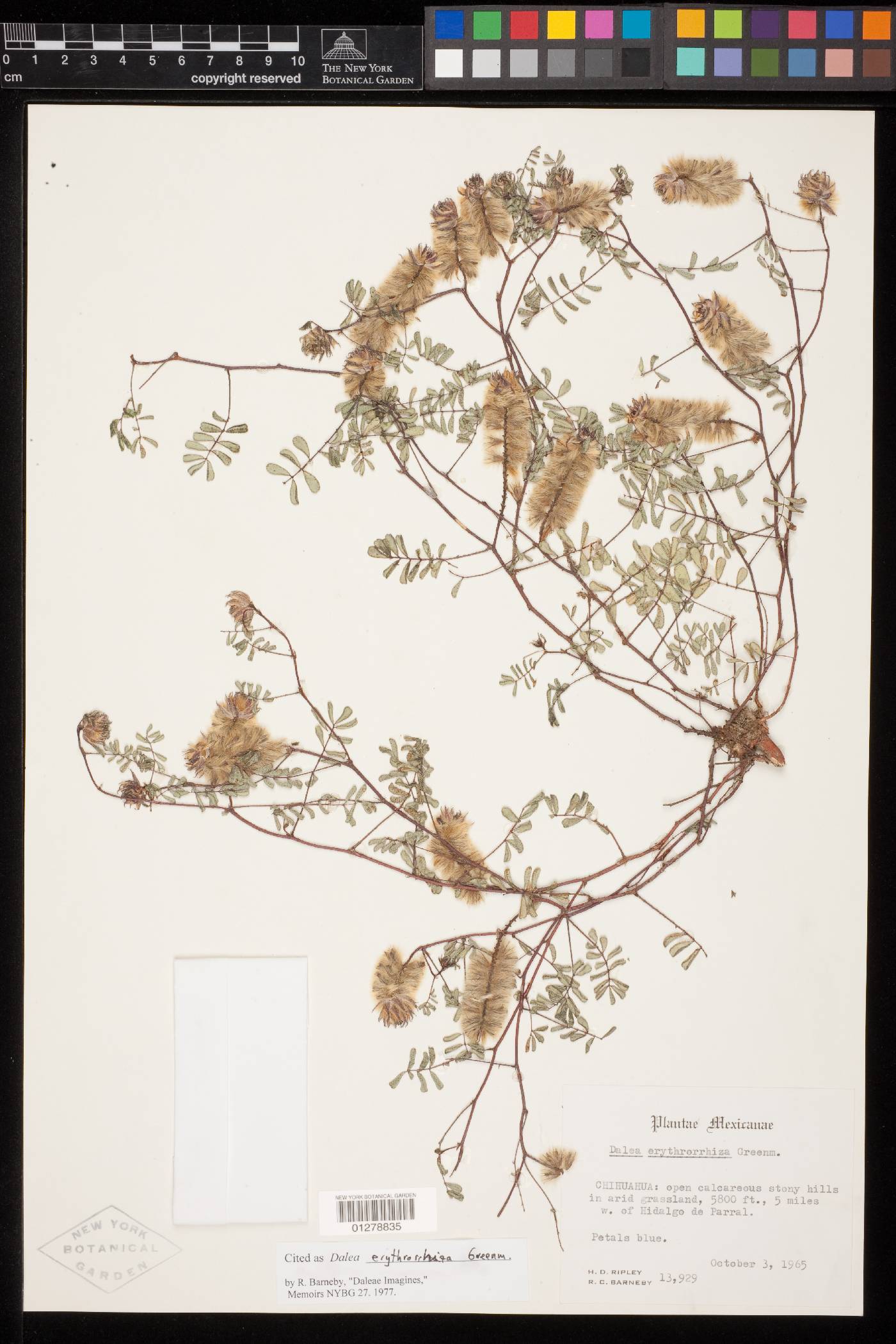 Dalea erythrorhiza image
