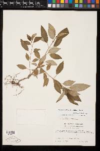 Acinodendron stenobotryum image