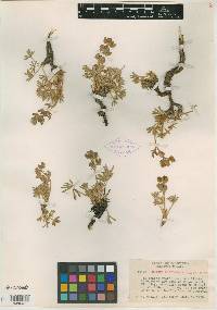 Lupinus lapidicola image
