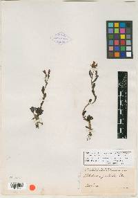 Graptopetalum pachyphyllum image