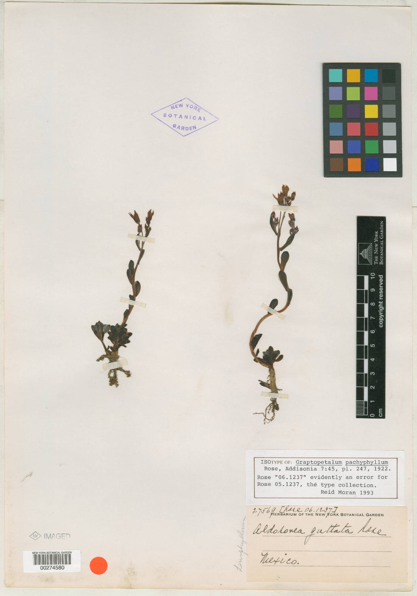 Graptopetalum pachyphyllum image