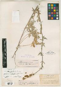 Image of Aconitum platysepalum