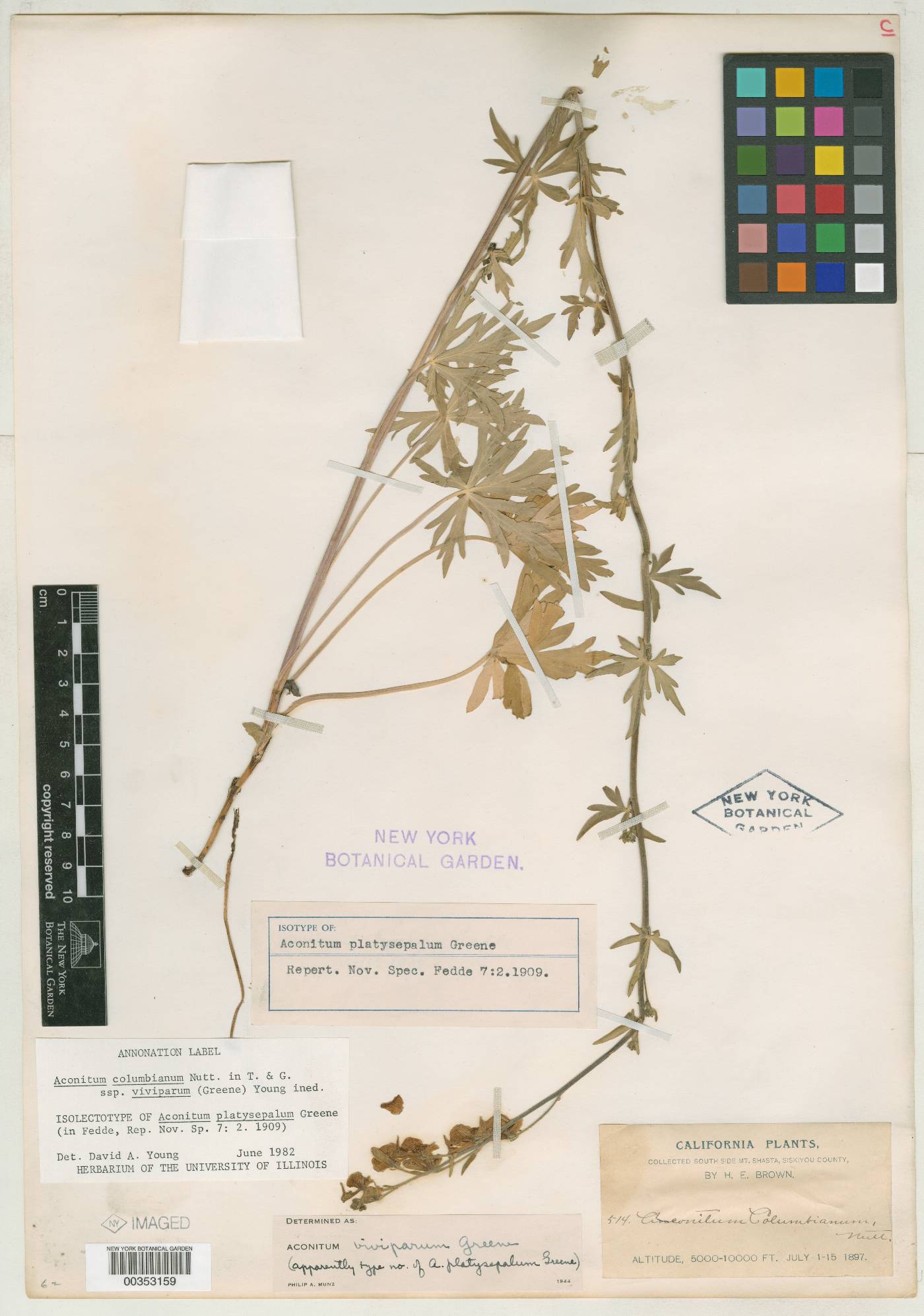 Aconitum platysepalum image
