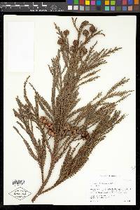 Cryptomeria japonica image