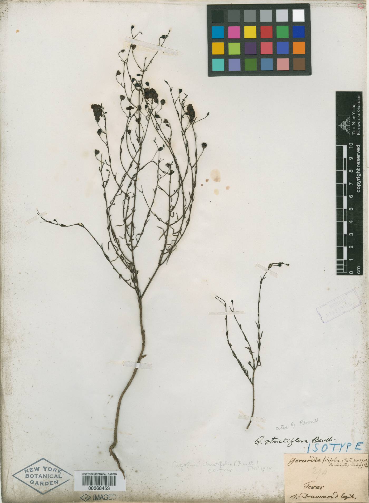 Gerardia strictifolia image