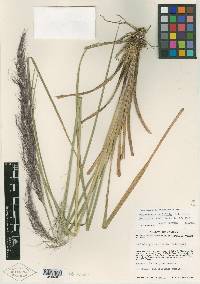 Image of Muhlenbergia iridifolia