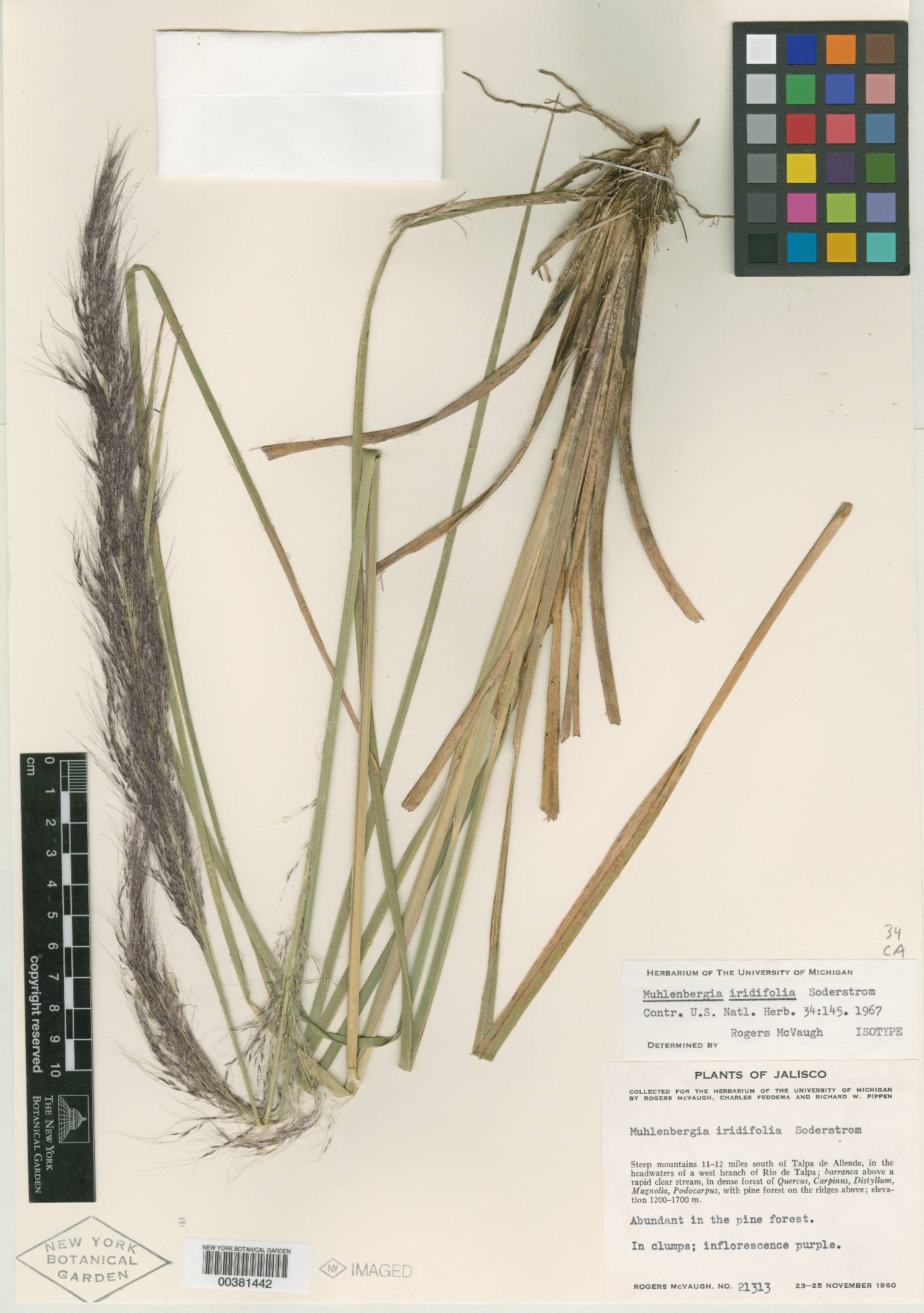 Muhlenbergia iridifolia image