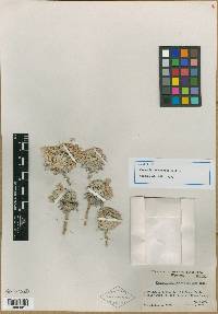 Physaria condensata image