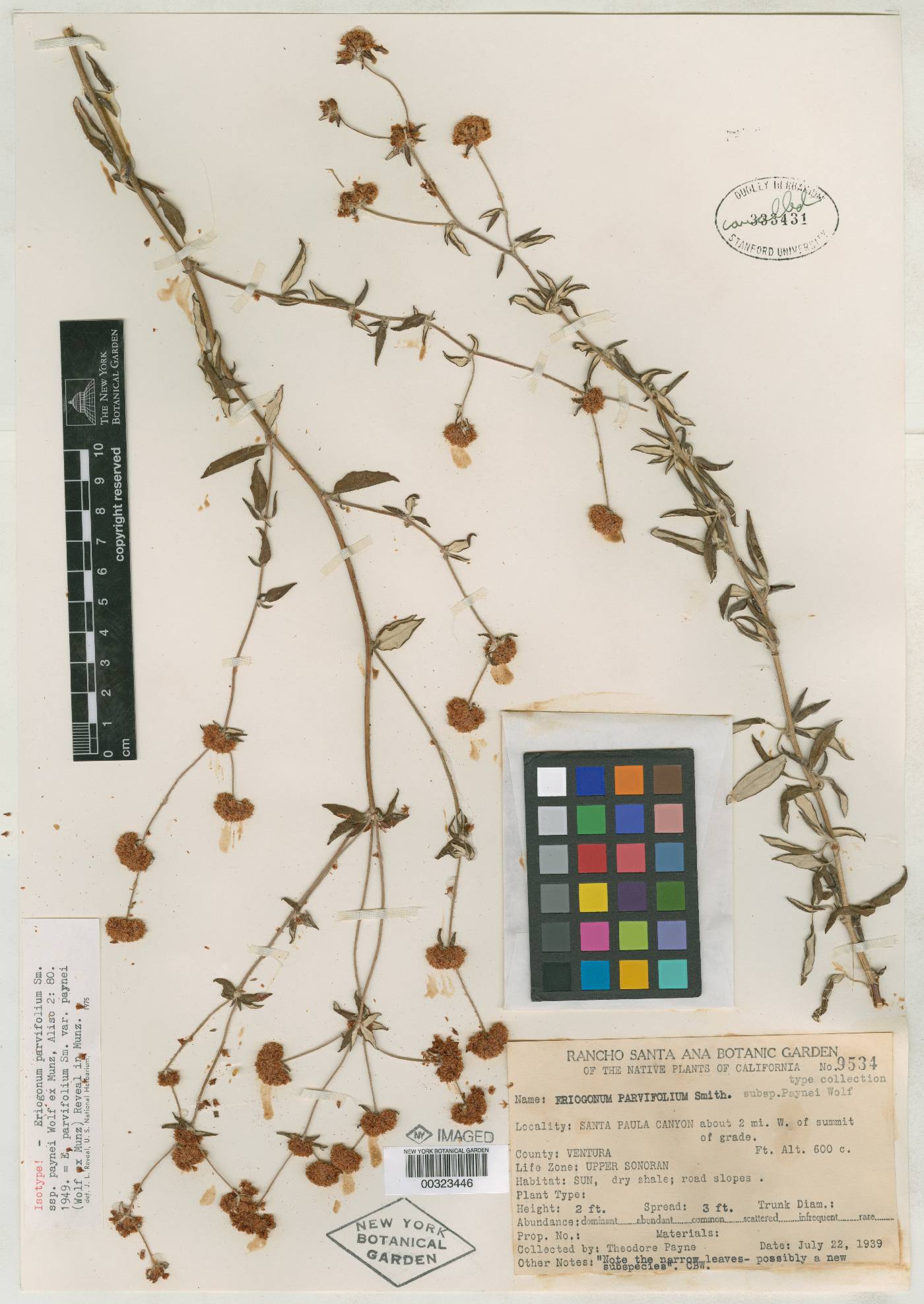 Eriogonum parvifolium subsp. paynei image