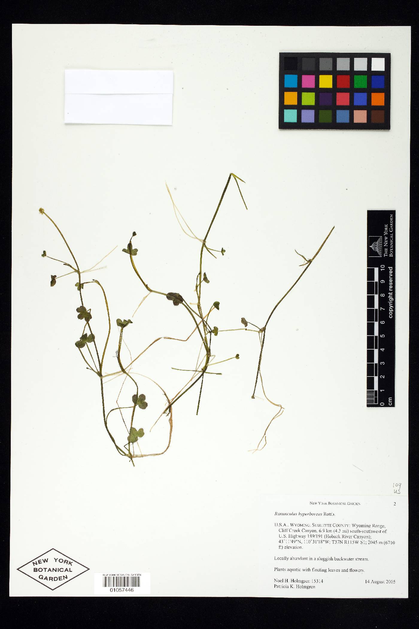 Ranunculus hyperboreus image