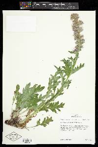 Phacelia sericea image