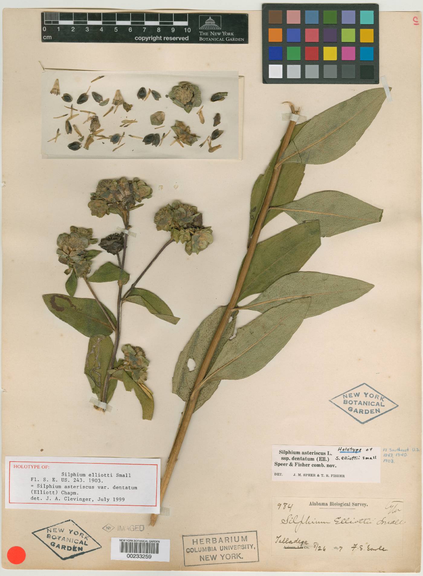 Silphium elliottii image