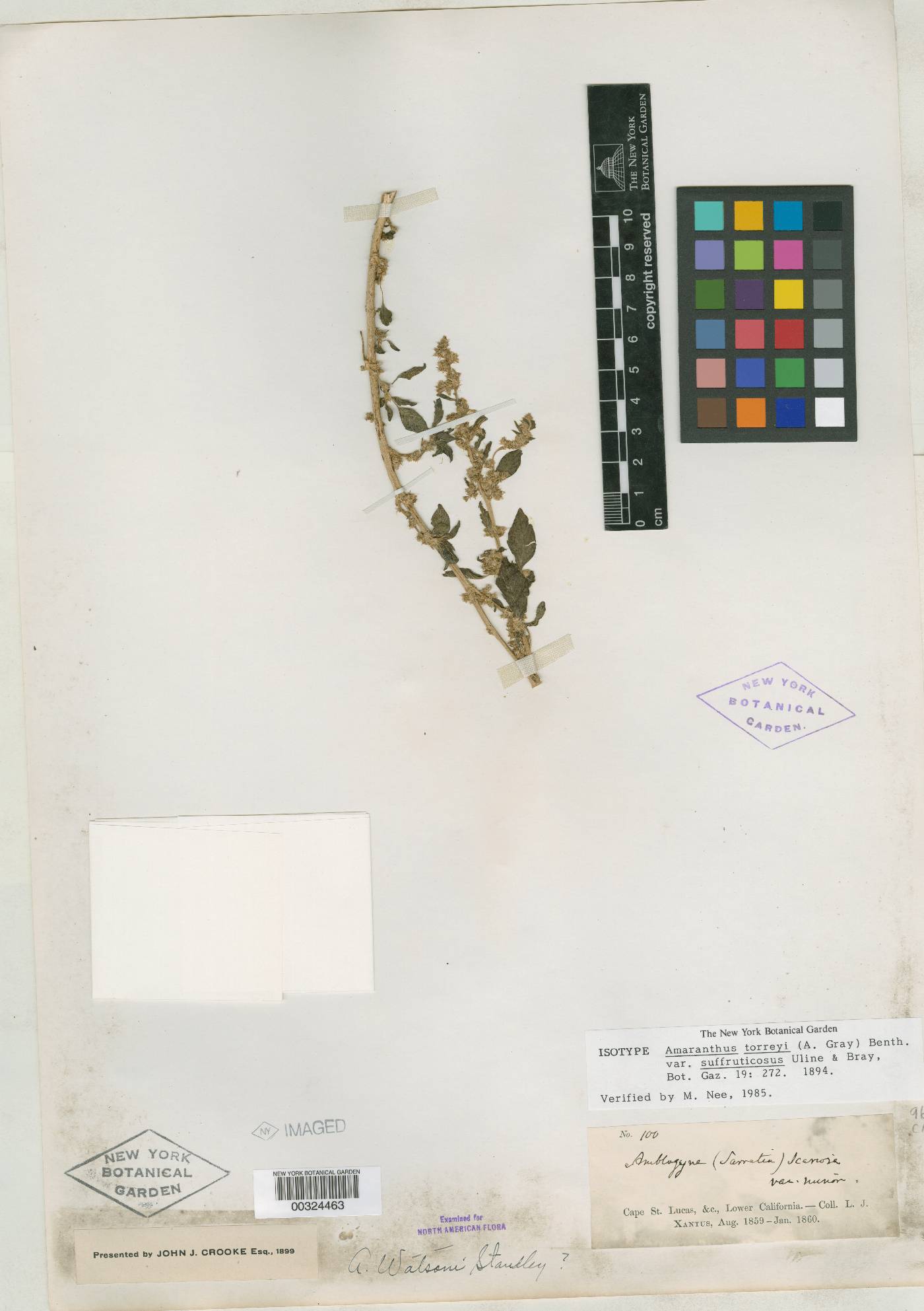 Amaranthus torreyi var. suffruticosus image