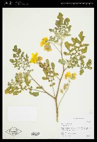 Solanum rostratum image