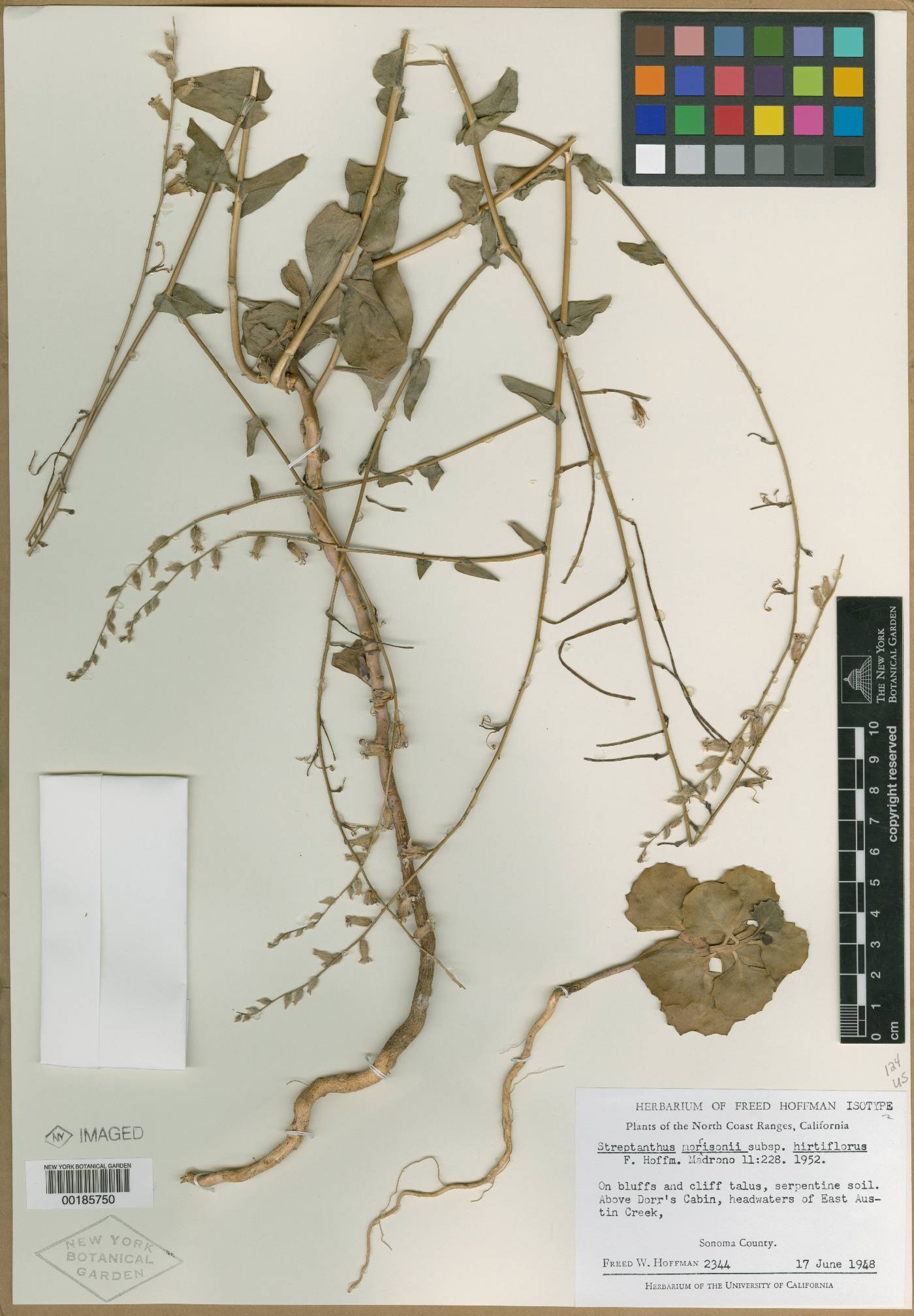 Streptanthus morrisonii image