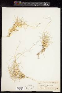 Muhlenbergia pungens image