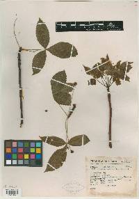 Bursera heteresthes image