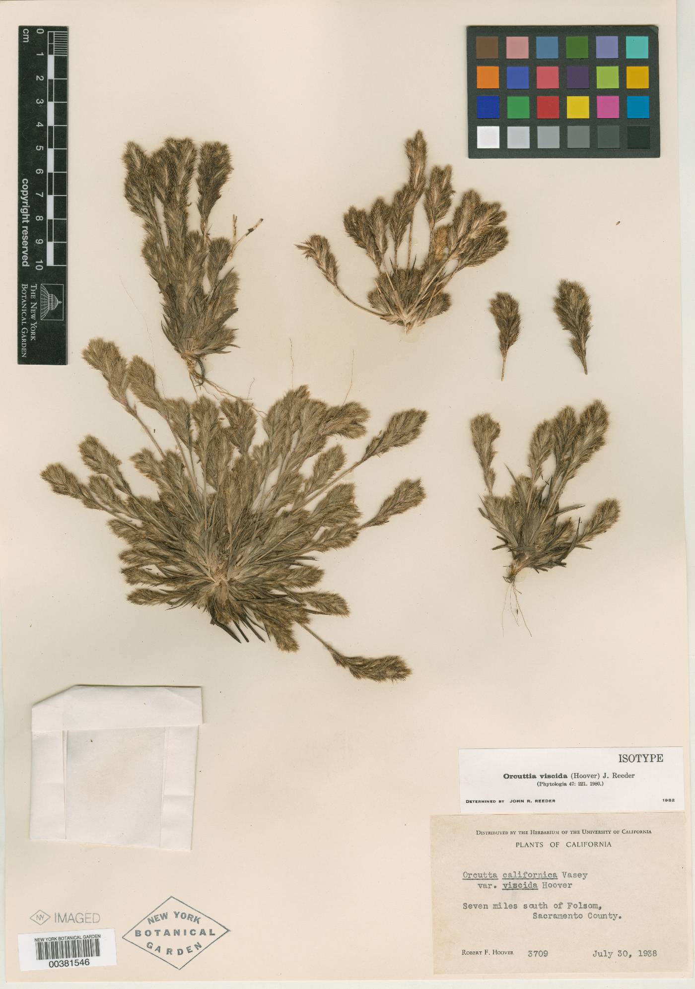 Orcuttia californica var. viscida image