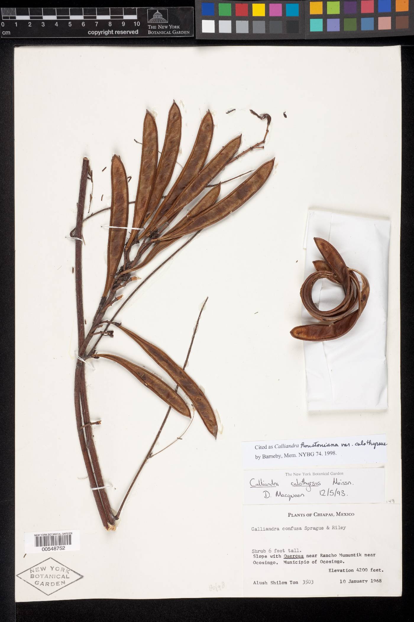 Calliandra houstoniana var. calothyrsus image