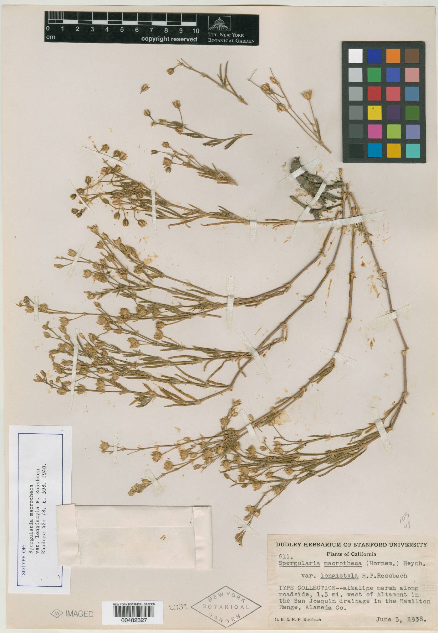 Spergularia macrotheca image