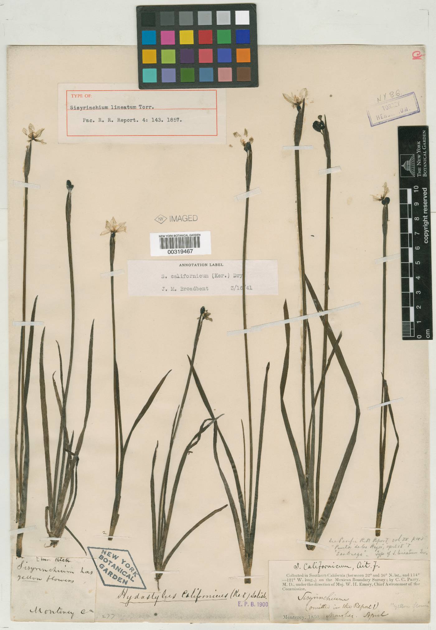 Sisyrinchium lineatum image