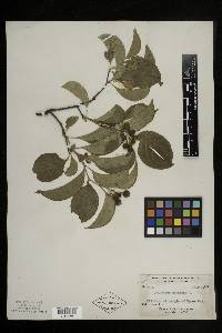 Celastrus scandens image