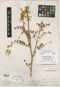 Astragalus procerus image