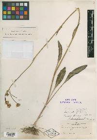 Senecio integerrimus image