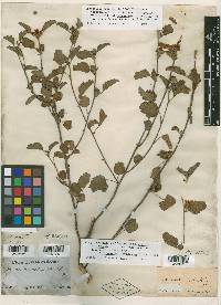 Malva aurantiaca image