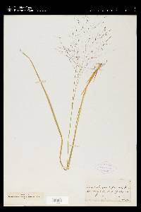 Muhlenbergia capillaris image