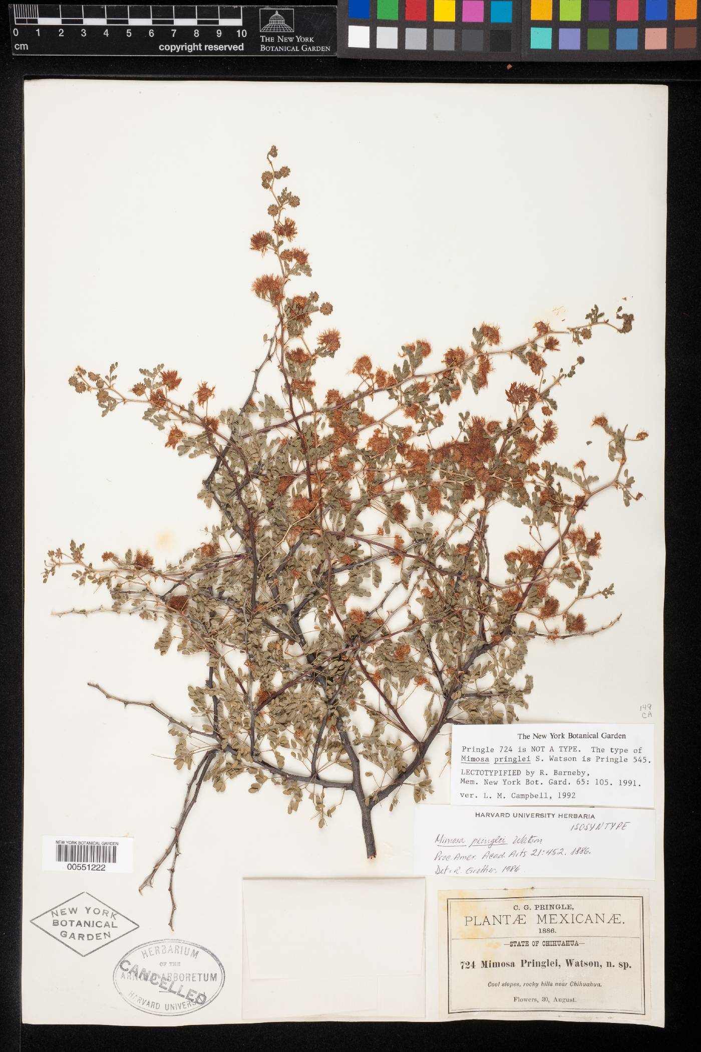 Mimosa pringlei var. pringlei image