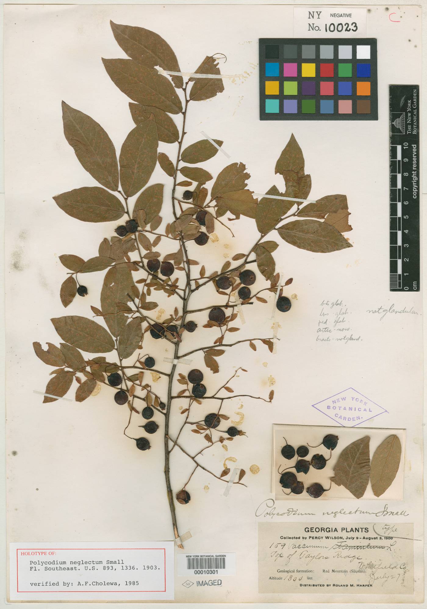 Polycodium neglectum image