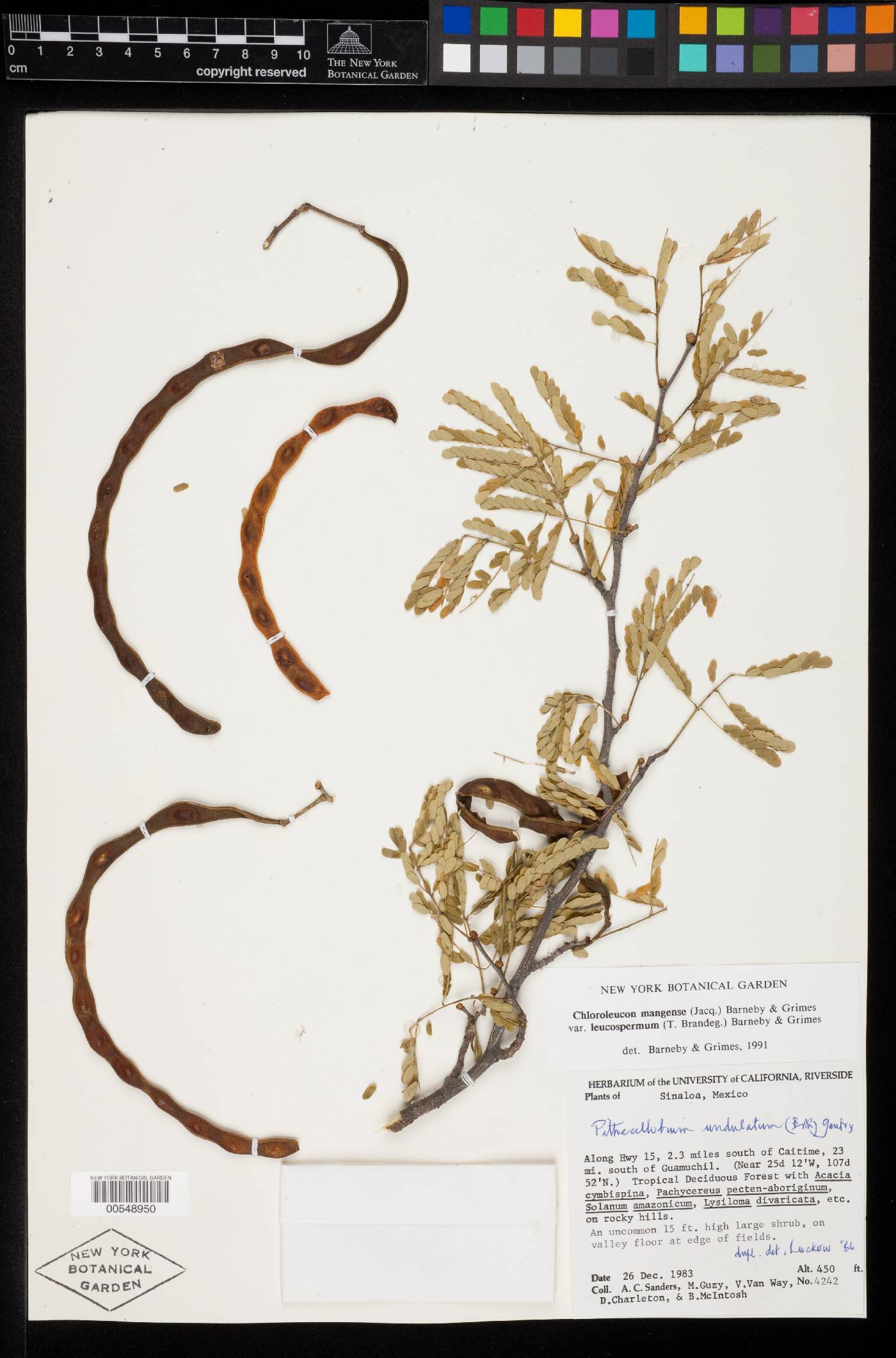 Chloroleucon mangense var. leucospermum image