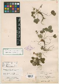 Fragaria vesca subsp. californica image