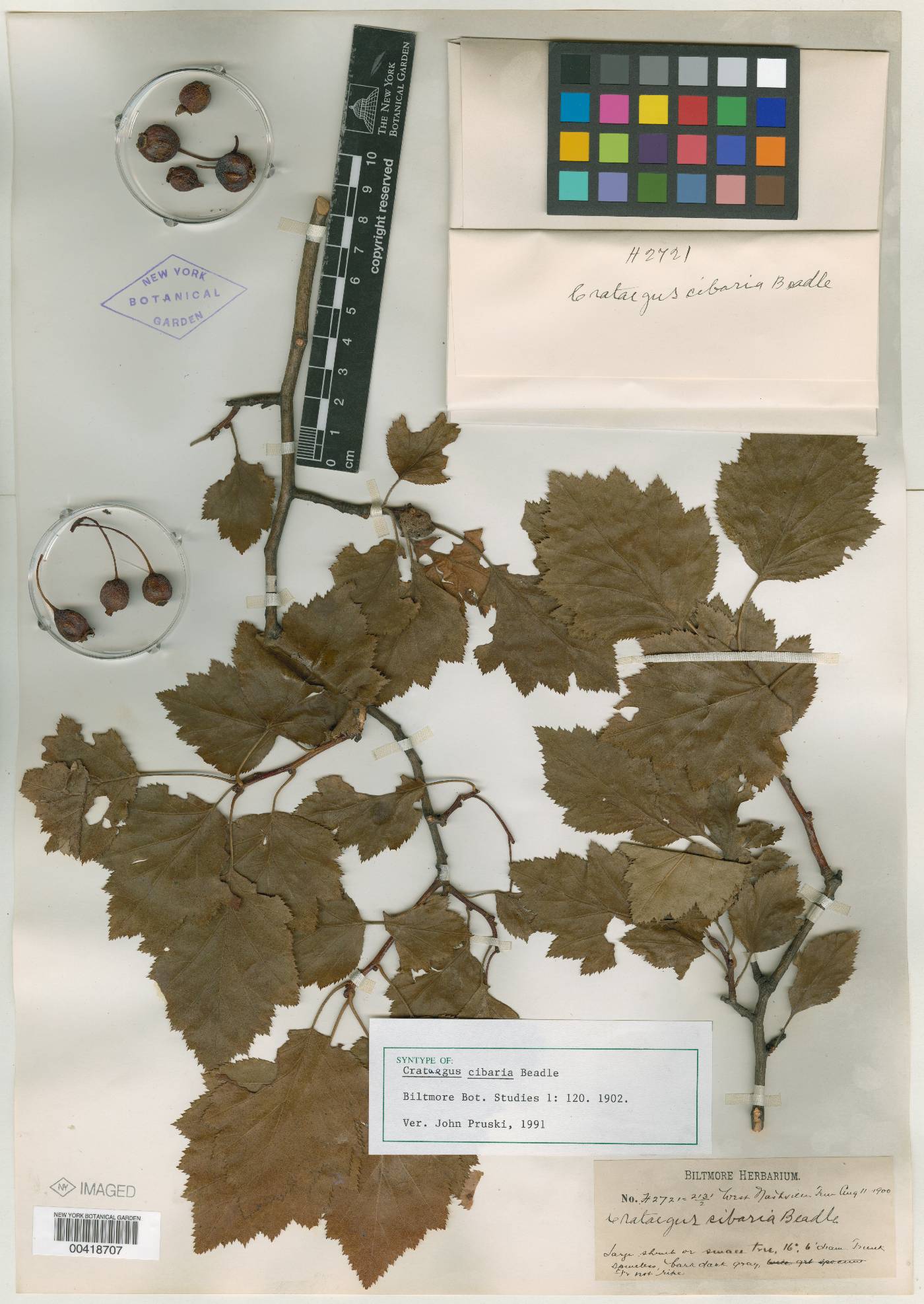 Crataegus cibaria image