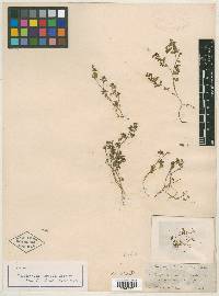 Euphorbia ramosa image