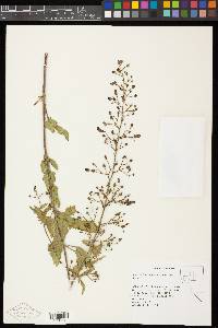 Scrophularia desertorum image