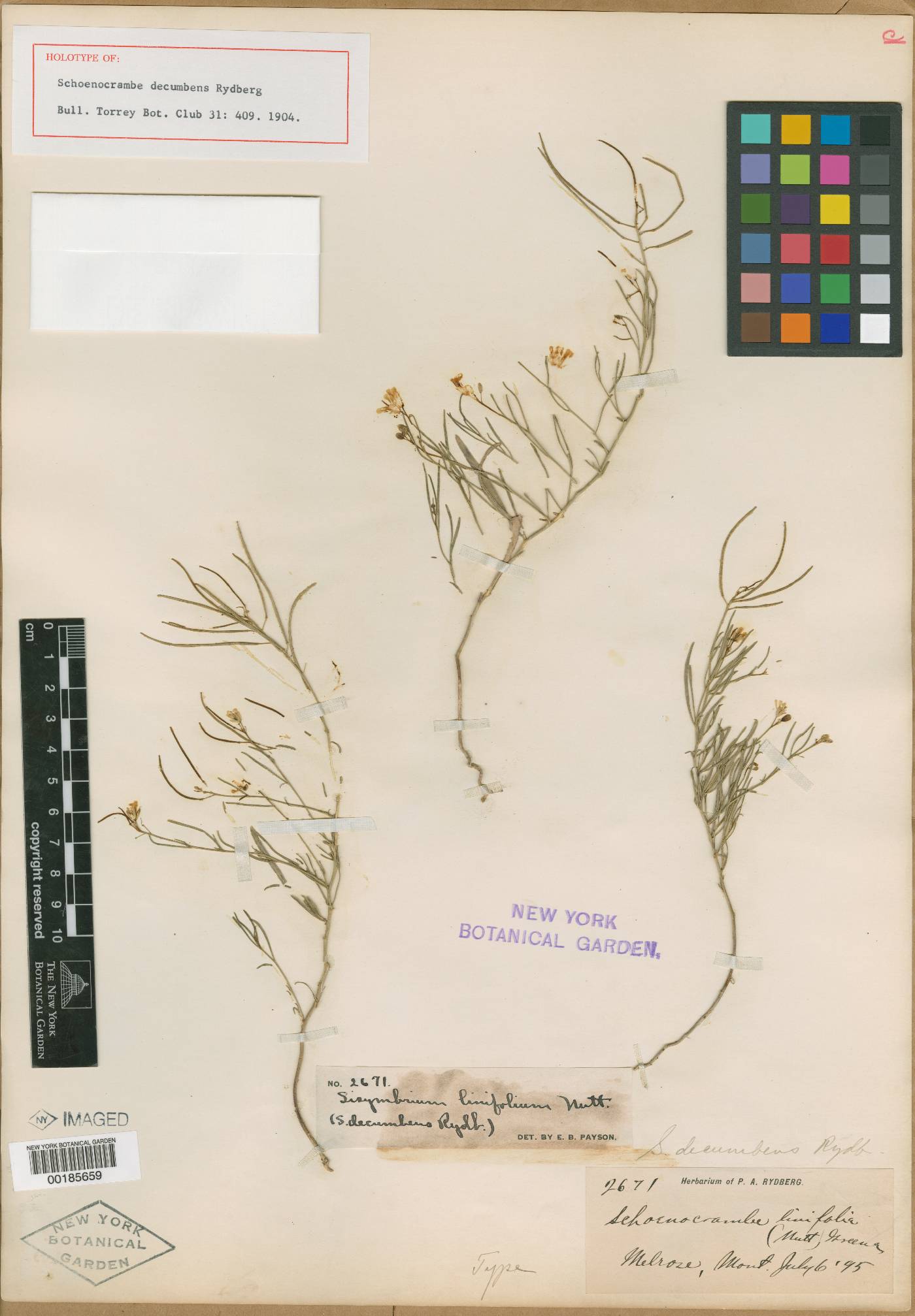 Neuontobotrys linearifolia image