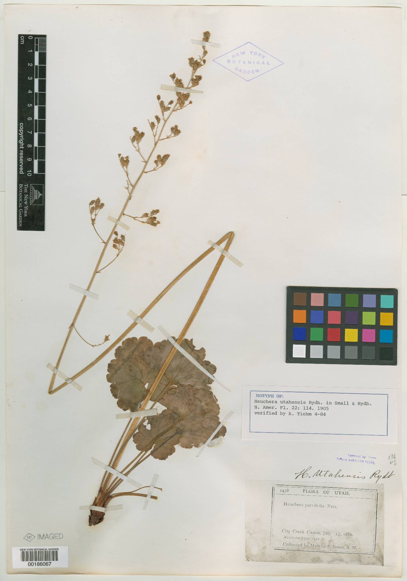 Heuchera utahensis image