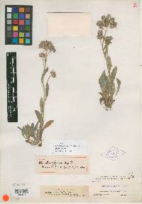 Image of Phacelia alpina