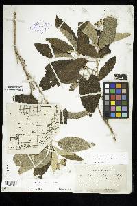 Solanum donianum image