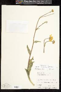 Geraea canescens image