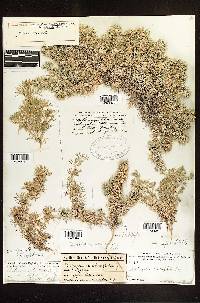 Astragalus kentrophyta var. douglasii image